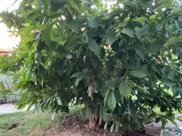 VeryNiceGuy – webcam model profile photo Image 13