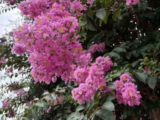 ladyred1ove – webcam model profile photo